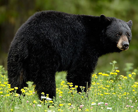 Black Bear Tips – Califon, New Jersey