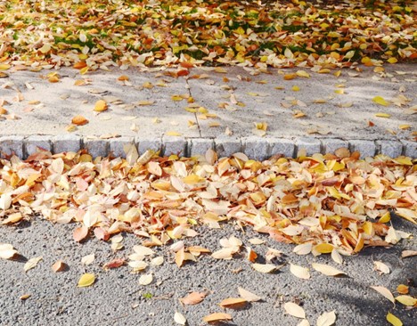 Keeping Storm Drains Clear of Leaves